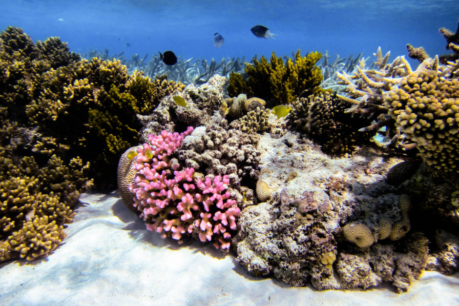 corales-isla-lagartija