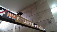 Un águila se posó en metro Nopalera, como en mito azteca.