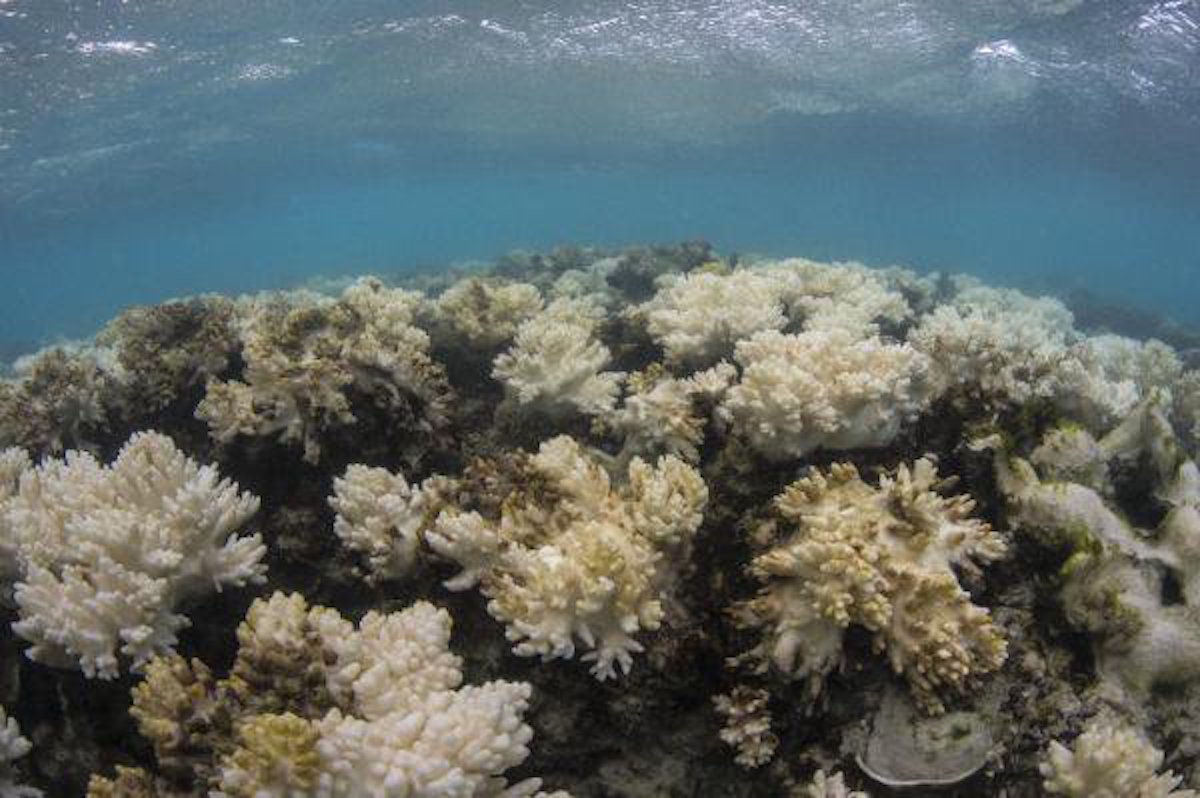 Destruimos, arrecife, grande, Gran Barrera, Coral, Australia