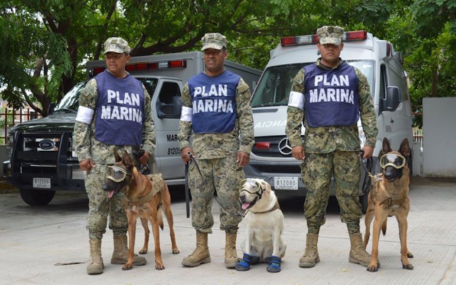 Marina perros de búsqueda y rescate en sismo