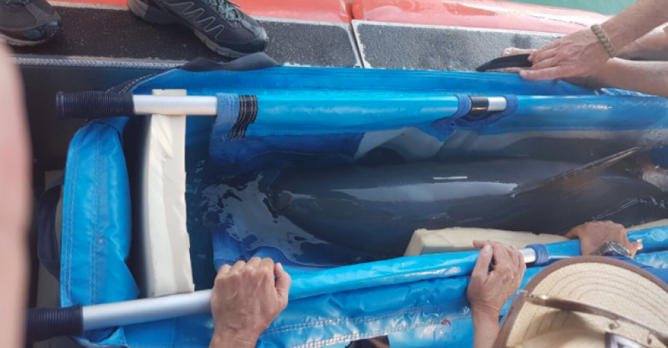vaquita marina muere tras ser rescatada en baja california