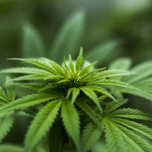 2018 legal uso científico y medicinal de marihuana