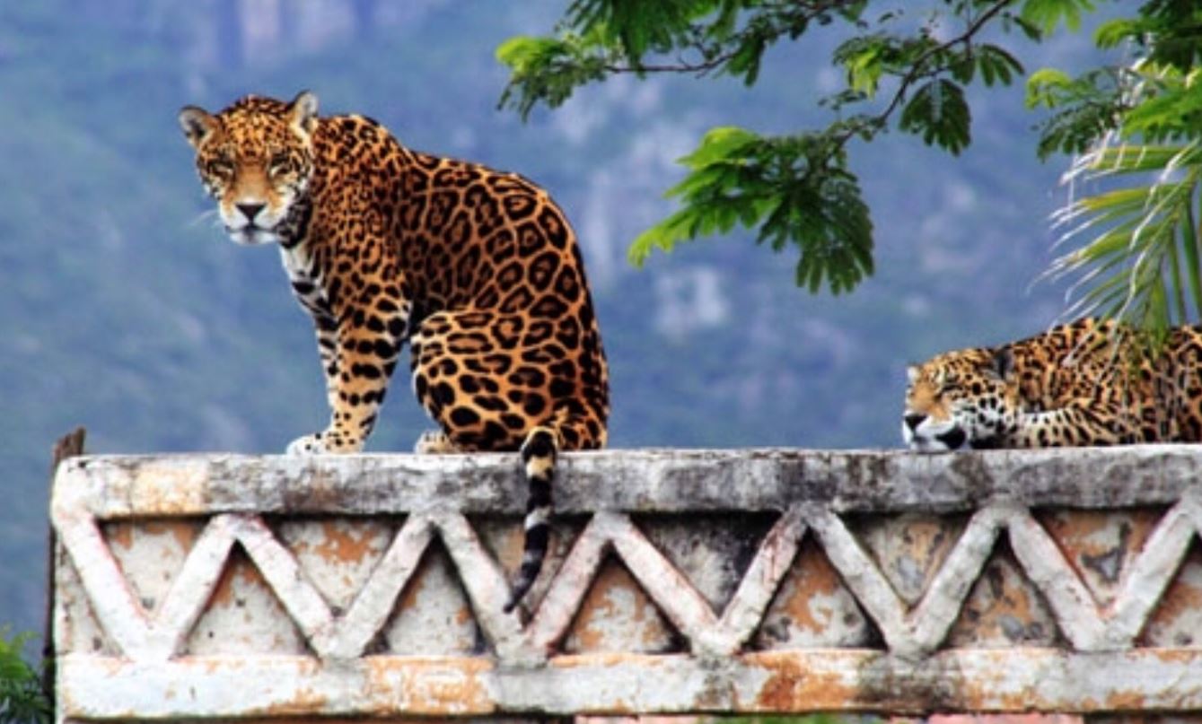 La mitad de la población de jaguares podría estar en riesgo por Tren Maya. Noticias en tiempo real