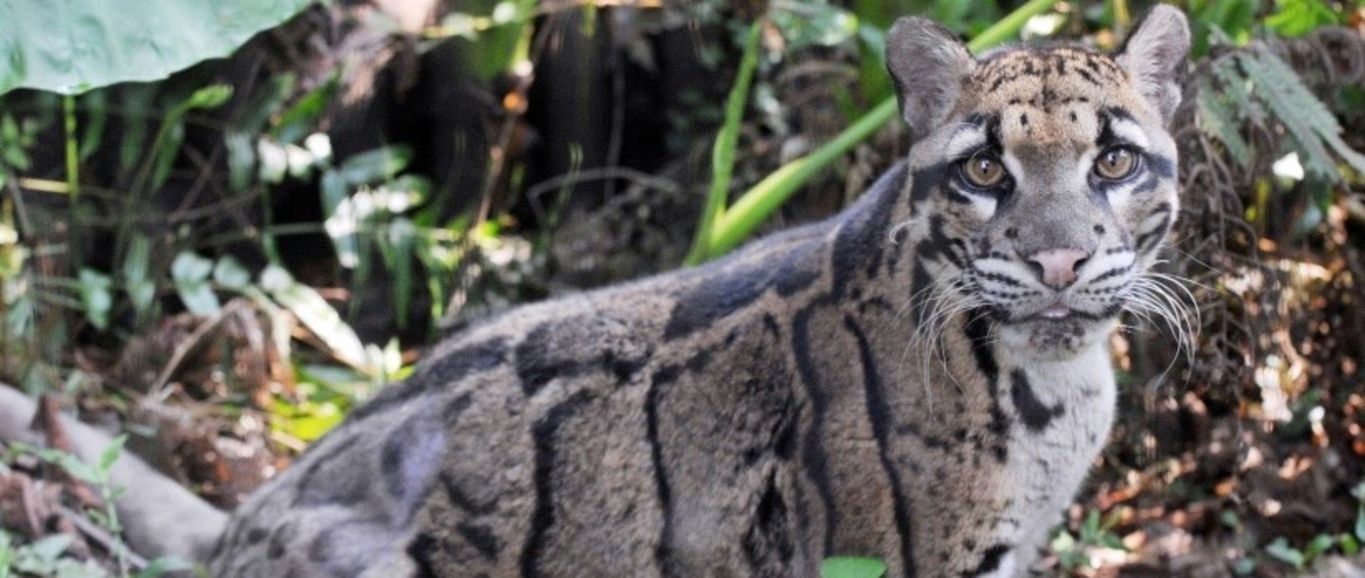 Reaparece leopardo que se creía extinto, en Taiwan