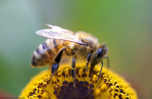 abejas, cuidado, primavera
