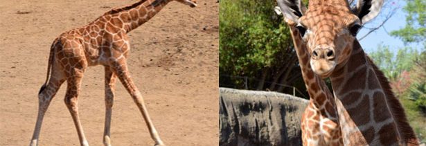 Piden a usuarios nombrar a jirafa bebé del Zoológico de Chapultepec