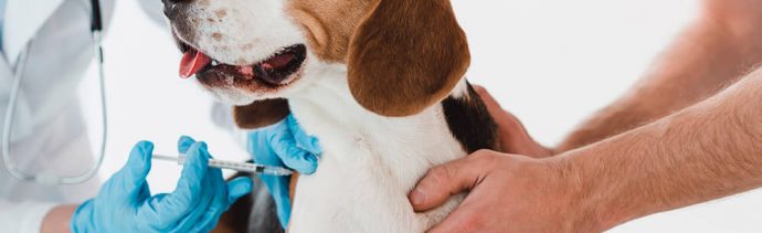 Anti vacunas alertan de autismo en perros