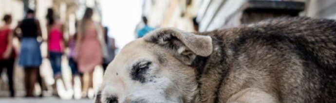 Diputada propone eliminar perros callejeros en Puebla