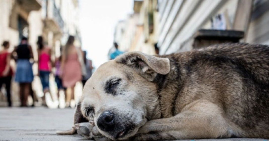 Diputada propone eliminar perros callejeros en Puebla