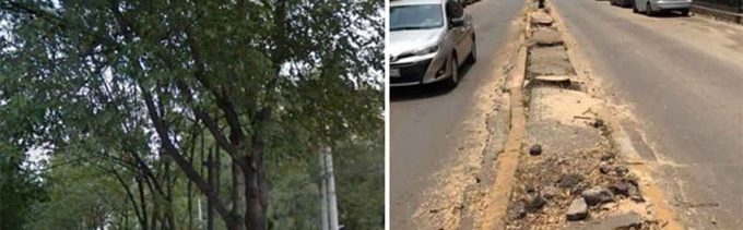 Talan 60 árboles que 'porque cambiaron banquetas'