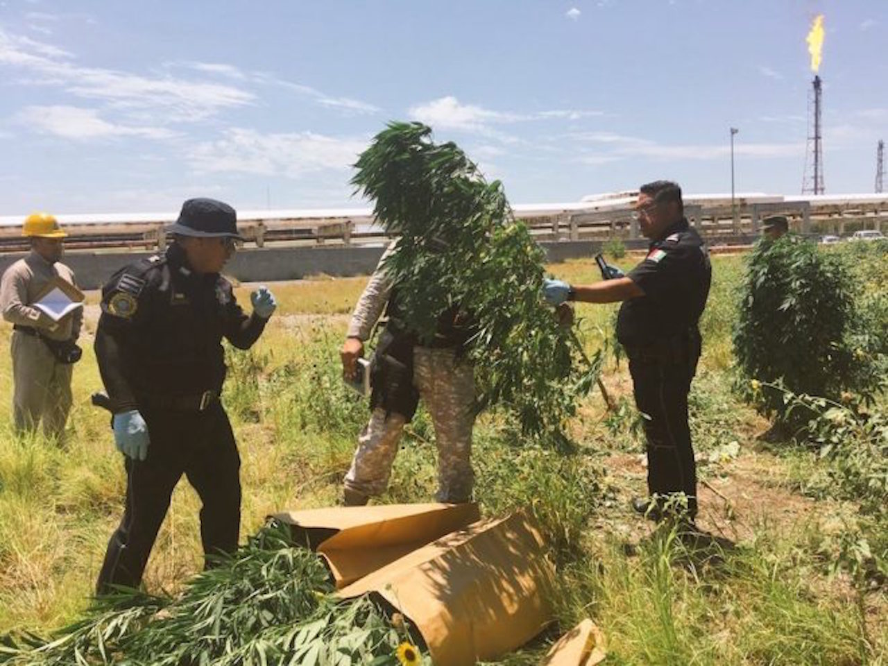 Ejército encuentra plantío de marihuana en refinería de PEMEX