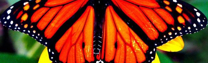 Mes de la mariposa monarca