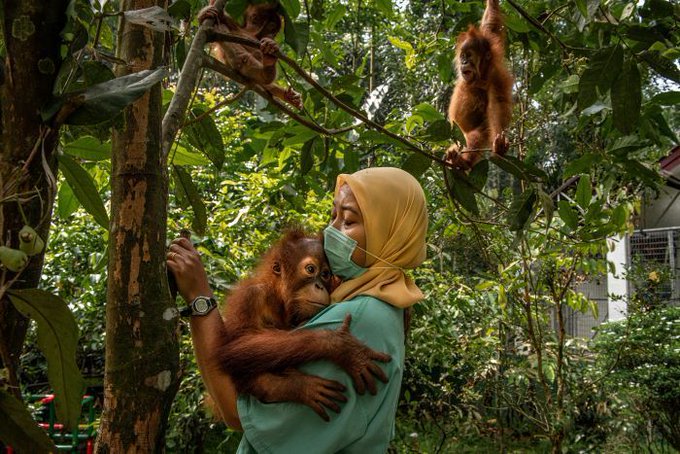 Los orangutanes son las víctimas del aceite de palma