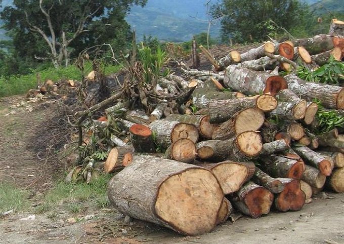 Talan árboles en Veracruz para obtener apoyo Sembrando Vida