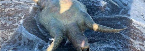 Piden retirar concesión a Grupo México por derrame en Mar de Cortés