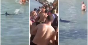 Turistas confunden pez vela con tiburón y lo matan