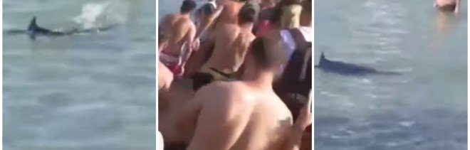 Turistas confunden pez vela con tiburón y lo matan