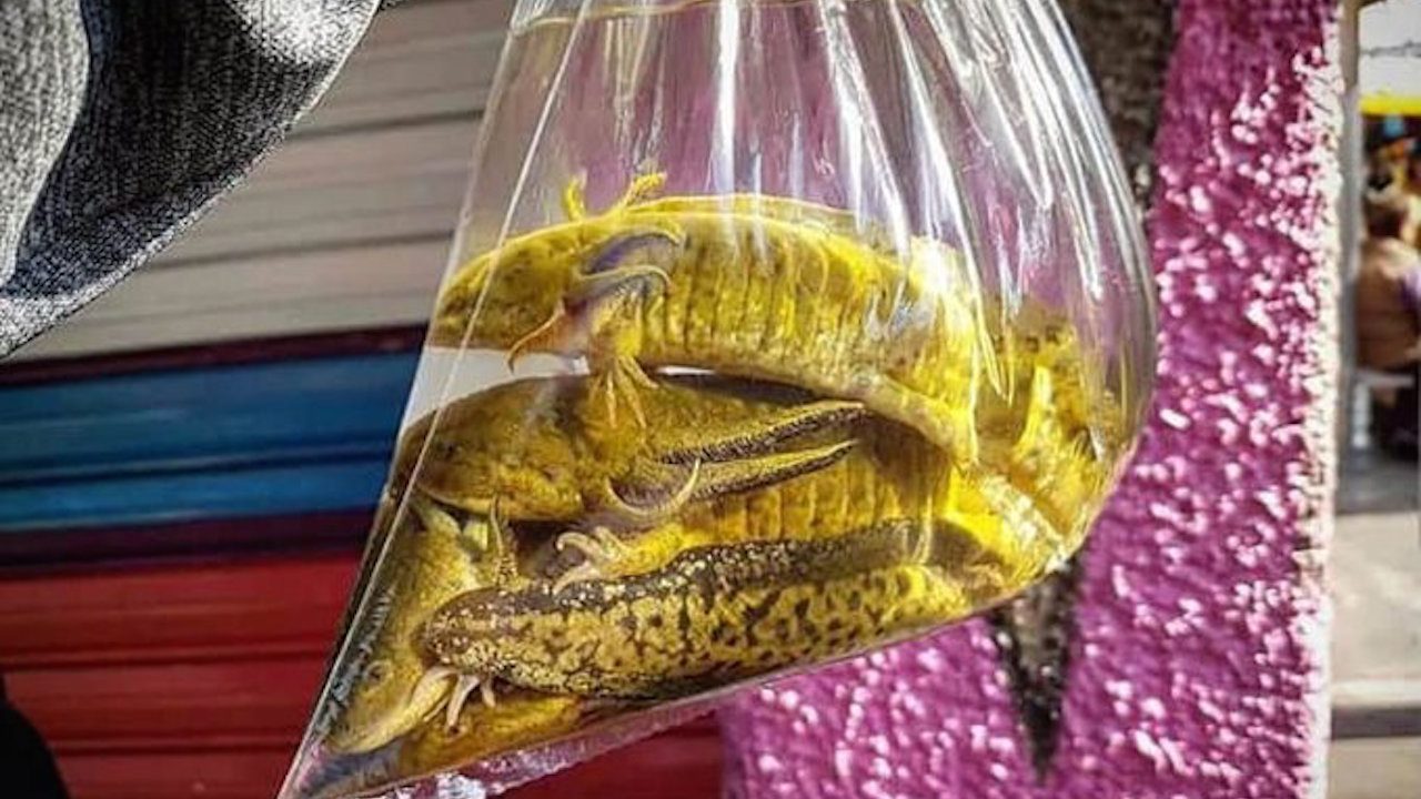 En Tlaxcala se trafican ajolotes en 100 pesos