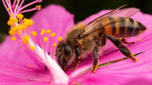 Holanda convirtió paradas de autobús en paradas de abejas
