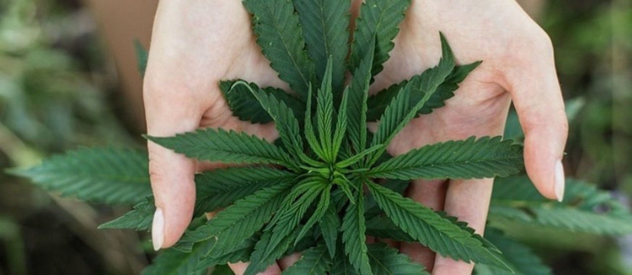 Una dosis diaria de marihuana en la vejez podría prevenir la