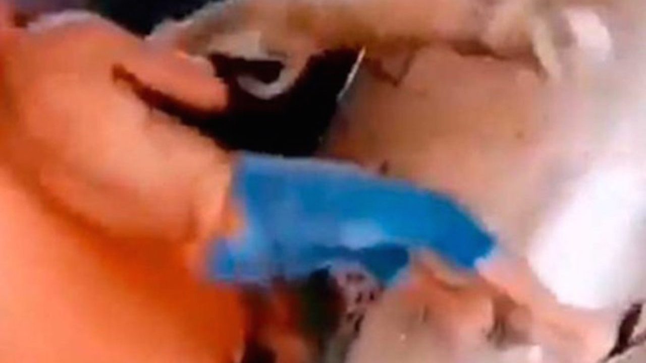 Por qué no hay detenidos por casos de maltrato animal