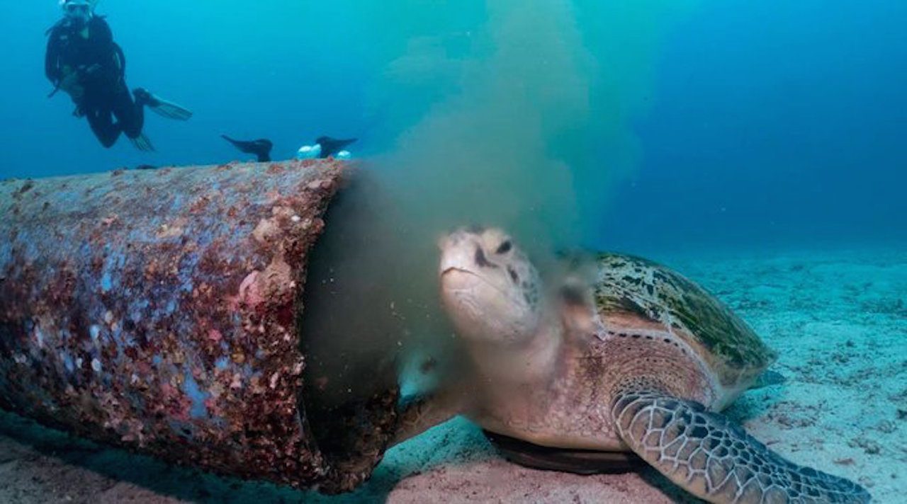 En un video se ve cómo una tortuga marina se alimenta de desechos
