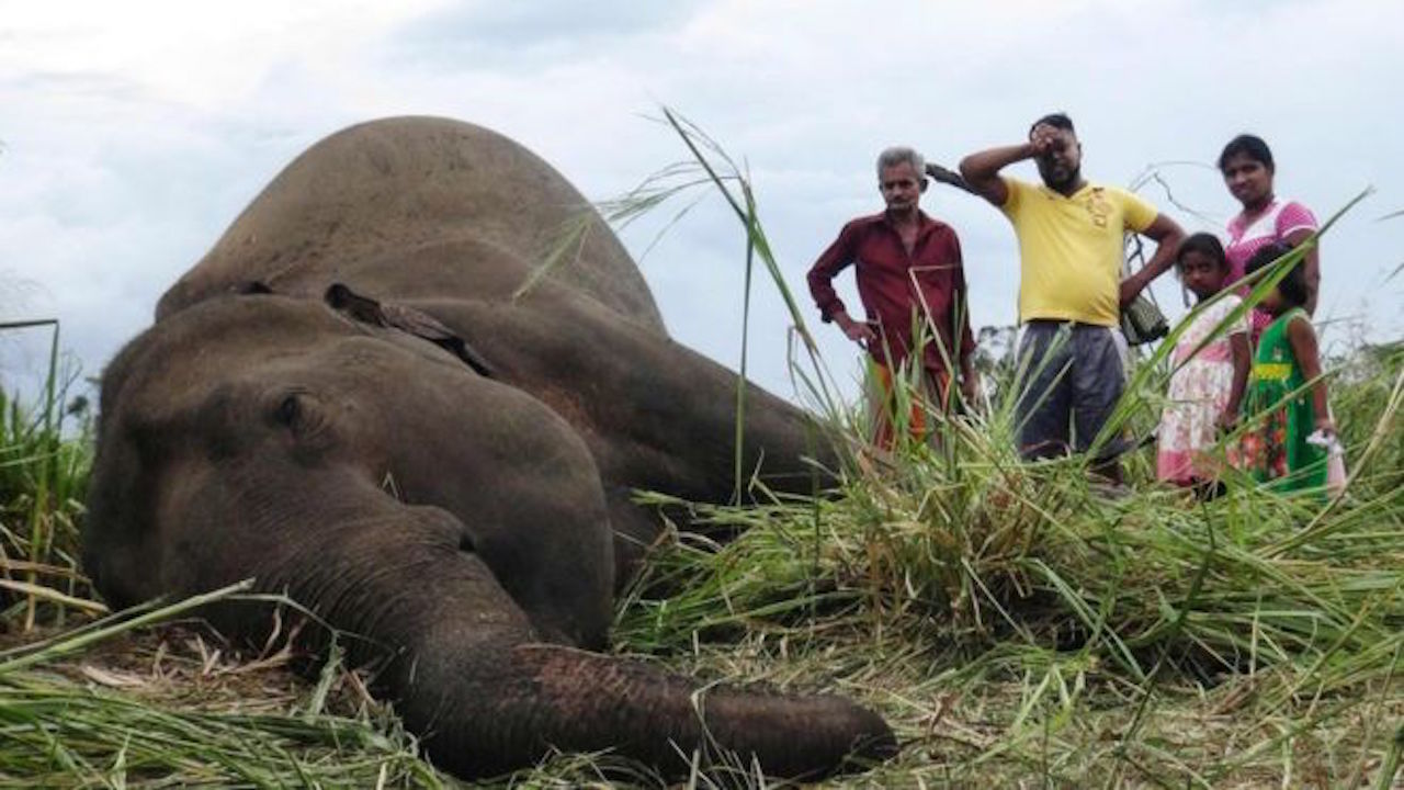 Envenenan a elefantes en Sri Lanka por destruir cultivos