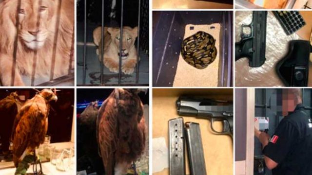 En un bar de Mexicalli encontraron leones africanos, una pitón y armas.