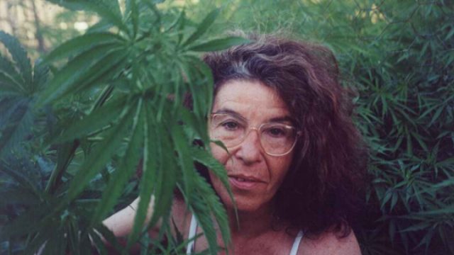 Abuela marihuana podría ir a la cárcel por cultivar cannabis