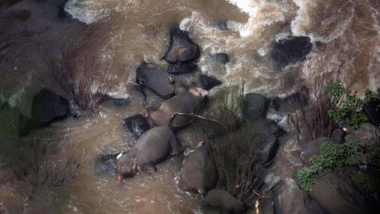 11 elefantes intentaron salvar a una cría y murieron en el intento