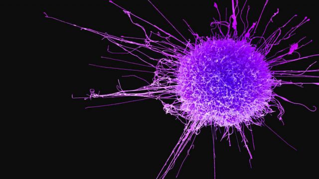 10/11/19, Virus, Cáncer, Matar, Científicos