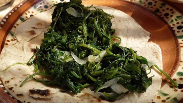 UNAM: el quelite elimina la bacteria que ocasiona gastritis