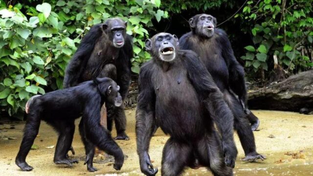 Isla De Los Monos Hogar De Chimpances Abandonados y Enfermos