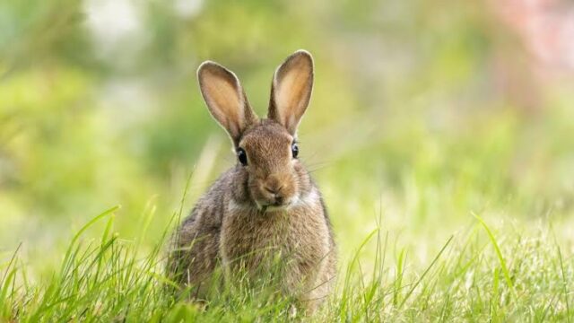 UICN: Conejo está en peligro de extinción por primera vez.