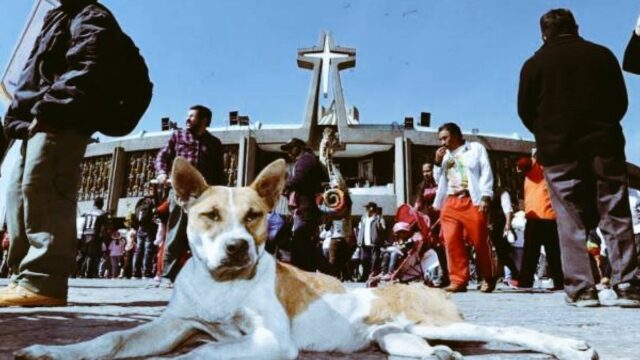Peregrinos abandonan a 29 perros en Basílica de Guadalupe.