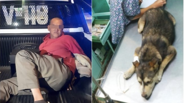 Hombre que violó a una perrita podría salir bajo fianza