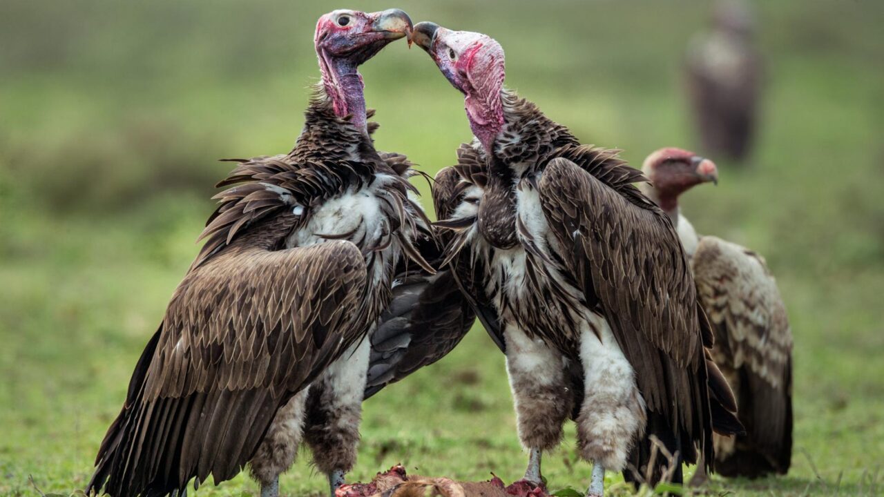 Envenenan buitres en peligro de extinción en Zimbaue