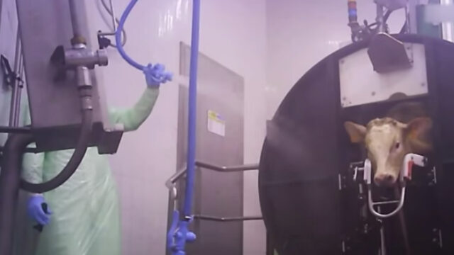 Matadero, Crueldad, Animal, Francia