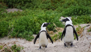 Pingüinos africanos tienen lenguaje similar al de los humanos