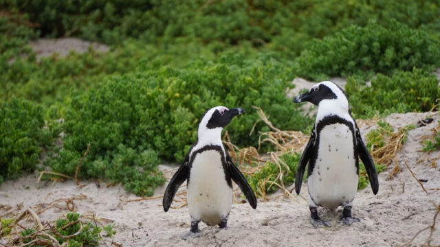 Pingüinos africanos tienen lenguaje similar al de los humanos