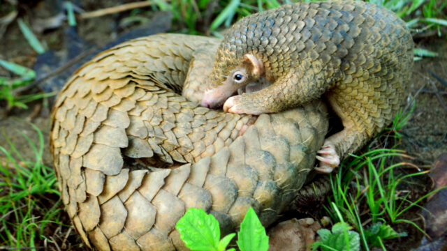 Pangolin, Coronavirus, Origen, China