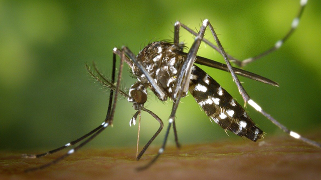 Dengue, Epidemia, Latinoamérica, México