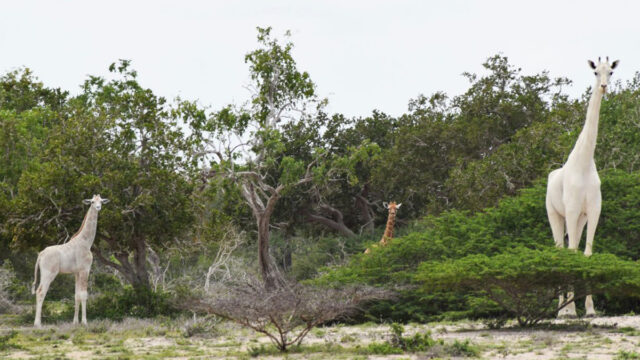 Jirafa, Blanca, Cazadores, Kenya