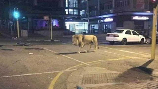 Putin, Solto, Leones, Cuarentena, Coronavirus