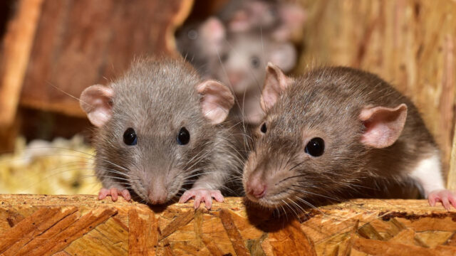 Ratas, Humanos, Ciudad, Evolución