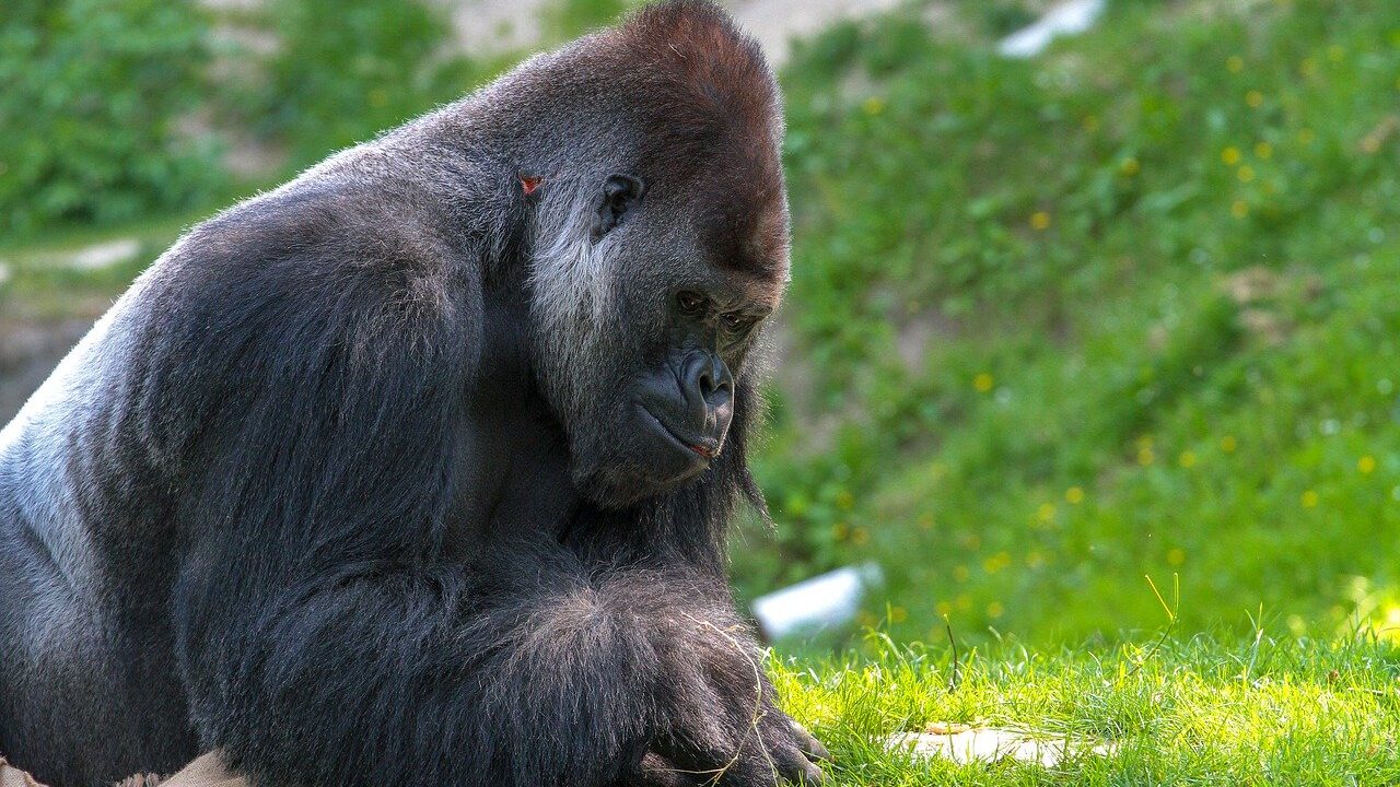 Proteger Gorilas, Africa Cerrara, Parques, Coronavirus