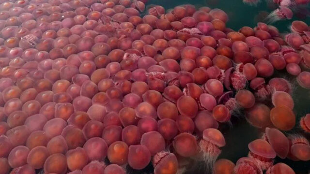 Coronavirus, Medusas, Rosas, Filipinas