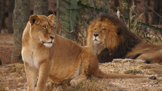 Bioparque Estrella, Lanzo Campana, Sustentar, Alimentacion