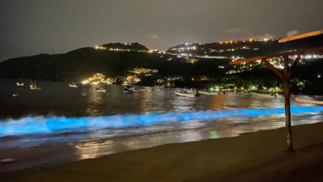 Biolumniscencia, Microorganismos, Playas Acapulco, Coronavirus