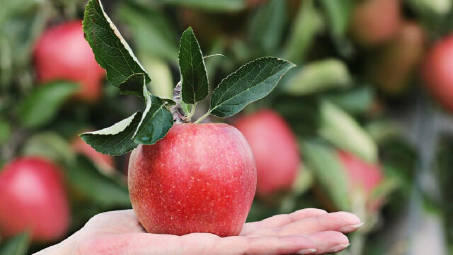 Personas, Intoxican, Frutas Verduras, Desinfectantes